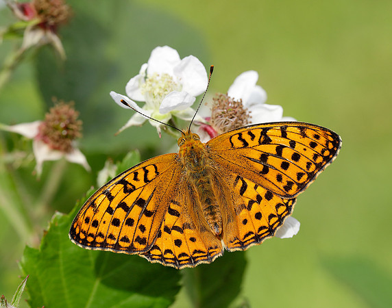 High Brown Fritillary Fabriciana adippe