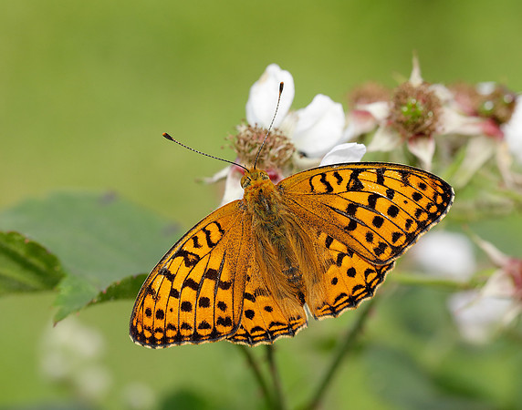 High Brown Fritillary Fabriciana adippe