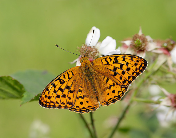 High Brown Fritillary Fabriciana adippe