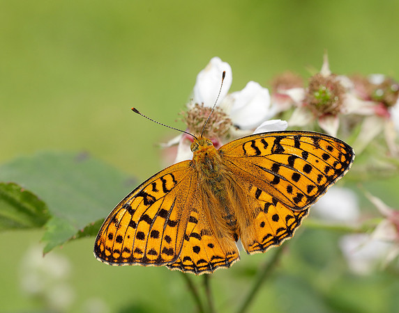 High Brown Fritillary Fabriciana adippe