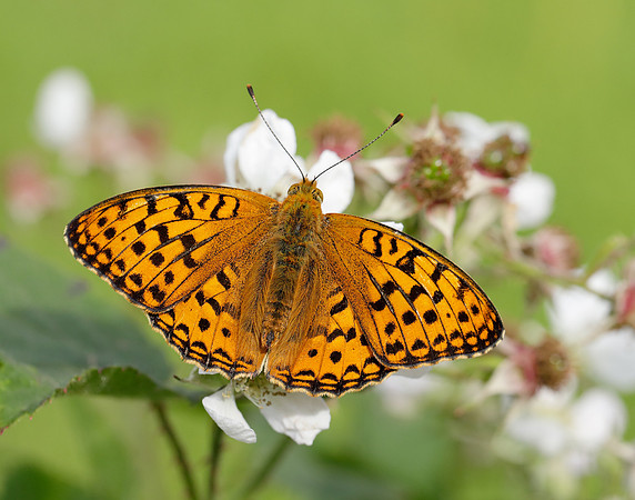 High Brown Fritillary Fabriciana adippe