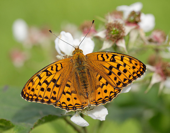 High Brown Fritillary Fabriciana adippe