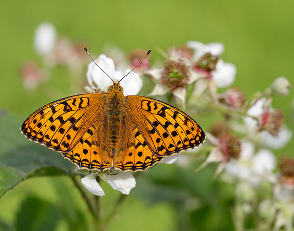 High Brown Fritillary Fabriciana adippe