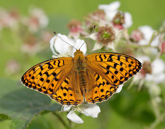 High Brown Fritillary Fabriciana adippe
