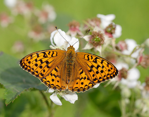 High Brown Fritillary Fabriciana adippe