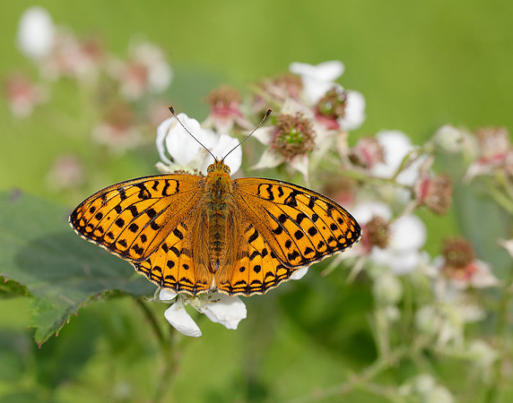 High Brown Fritillary Fabriciana adippe
