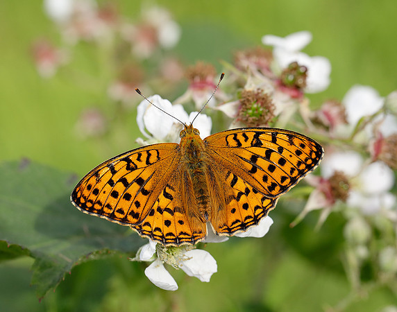 High Brown Fritillary Fabriciana adippe