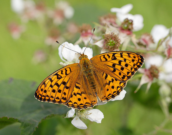 High Brown Fritillary Fabriciana adippe