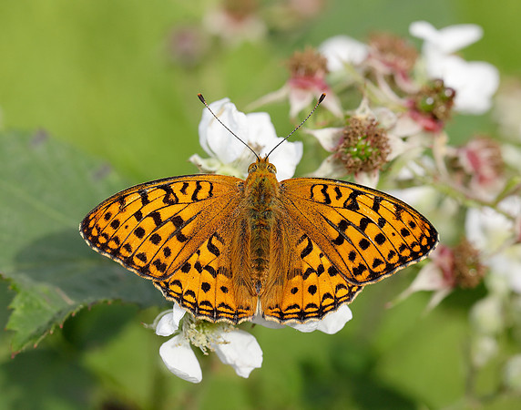 High Brown Fritillary Fabriciana adippe