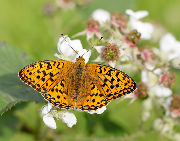 High Brown Fritillary Fabriciana adippe