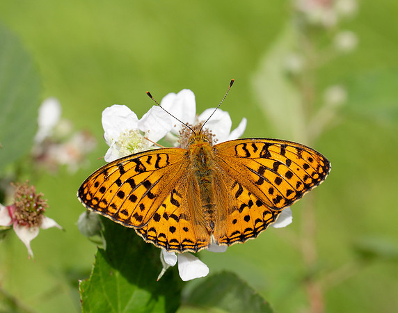 High Brown Fritillary Fabriciana adippe