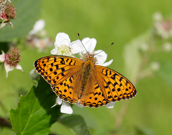 High Brown Fritillary Fabriciana adippe