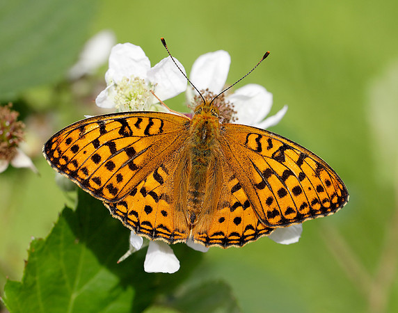 High Brown Fritillary Fabriciana adippe