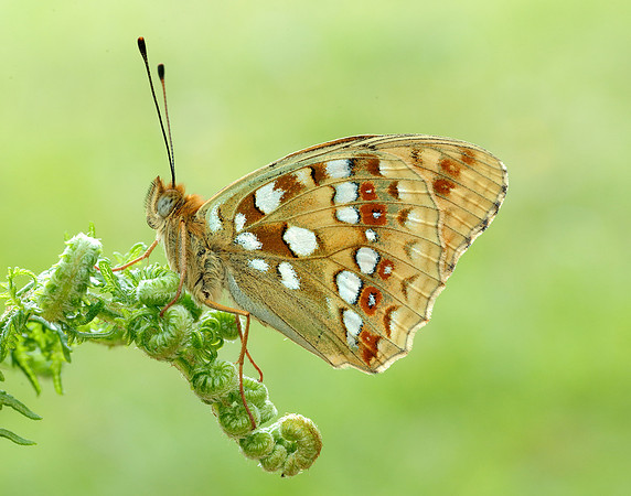 High Brown Fritillary Fabriciana adippe