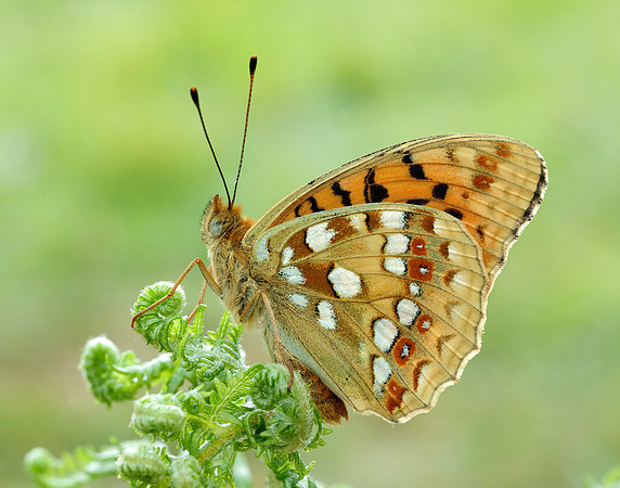 High Brown Fritillary Fabriciana adippe