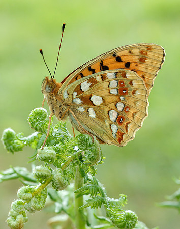 High Brown Fritillary Fabriciana adippe