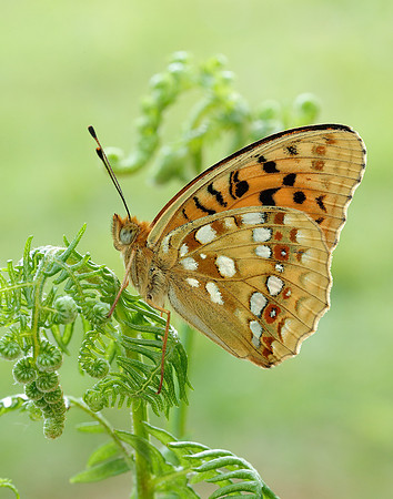High Brown Fritillary Fabriciana adippe