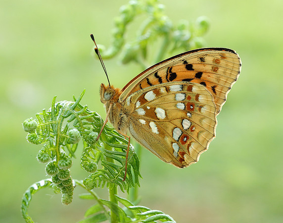 High Brown Fritillary Fabriciana adippe