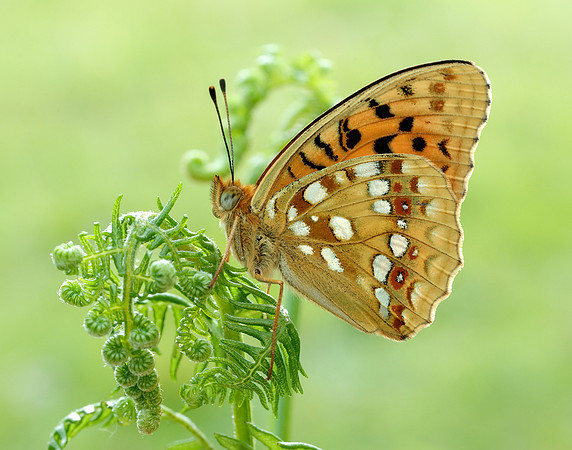 High Brown Fritillary Fabriciana adippe
