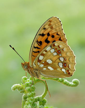 High Brown Fritillary Fabriciana adippe