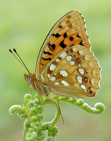 High Brown Fritillary Fabriciana adippe