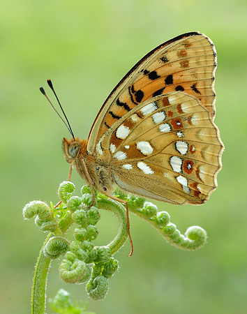 High Brown Fritillary Fabriciana adippe