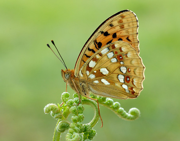 High Brown Fritillary Fabriciana adippe