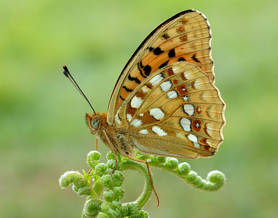 High Brown Fritillary Fabriciana adippe