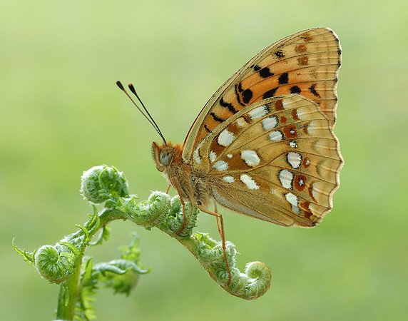 High Brown Fritillary Fabriciana adippe