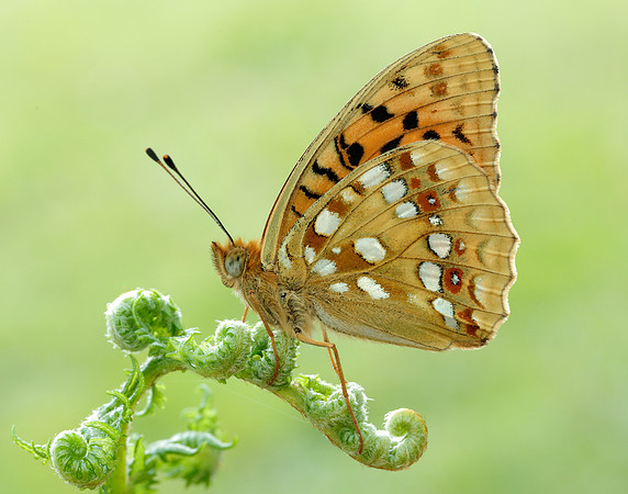 High Brown Fritillary Fabriciana adippe