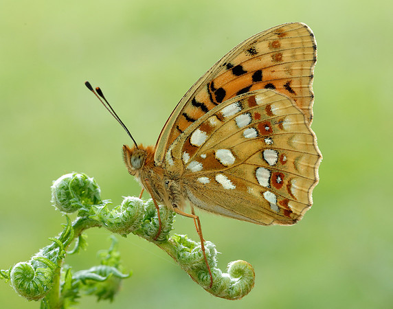 High Brown Fritillary Fabriciana adippe