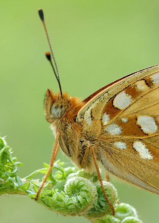 High Brown Fritillary Fabriciana adippe