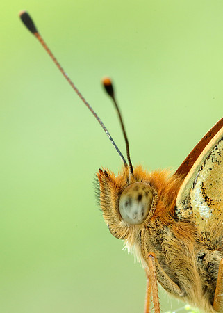 High Brown Fritillary Fabriciana adippe