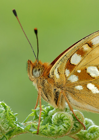 High Brown Fritillary Fabriciana adippe