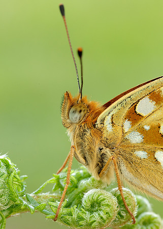 High Brown Fritillary Fabriciana adippe