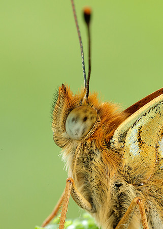 High Brown Fritillary Fabriciana adippe