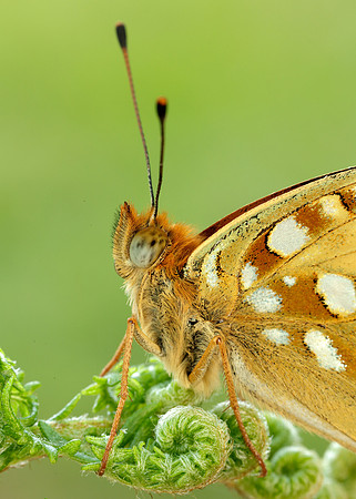 High Brown Fritillary Fabriciana adippe