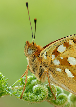 High Brown Fritillary Fabriciana adippe