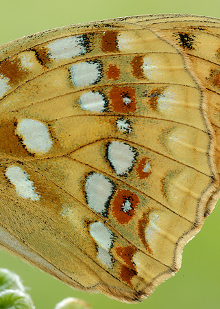 High Brown Fritillary Fabriciana adippe
