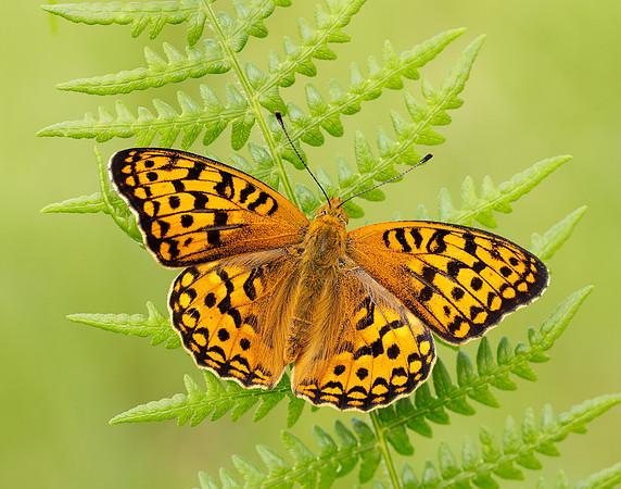 High Brown Fritillary Fabriciana adippe