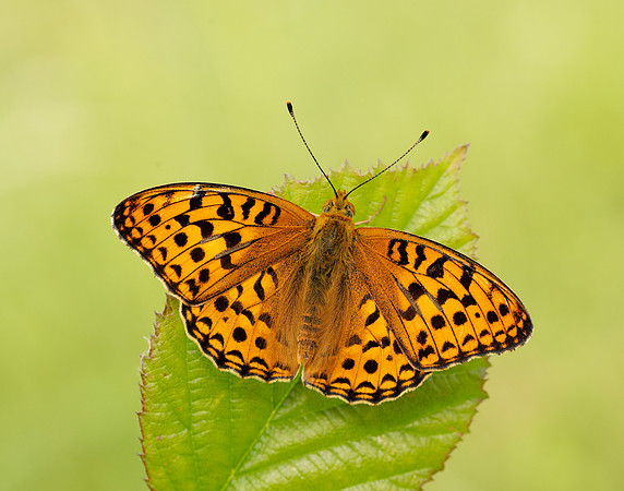 High Brown Fritillary Fabriciana adippe