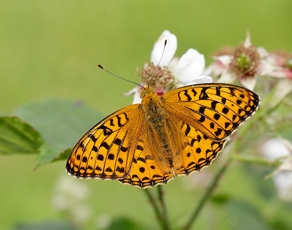 High Brown Fritillary Fabriciana adippe