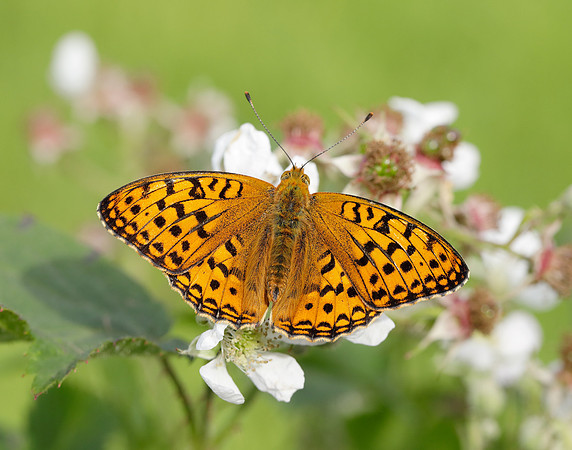 High Brown Fritillary Fabriciana adippe