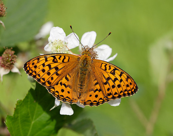 High Brown Fritillary Fabriciana adippe