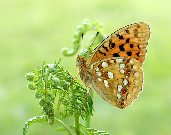 High Brown Fritillary Fabriciana adippe