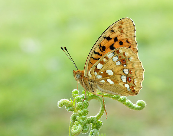High Brown Fritillary Fabriciana adippe