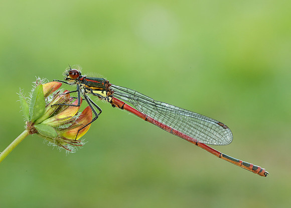 Large Red Damselfly Pyrrhosoma nymphula