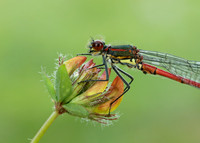 Large Red Damselfly Pyrrhosoma nymphula