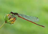 Large Red Damselfly Pyrrhosoma nymphula