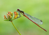 Large Red Damselfly Pyrrhosoma nymphula